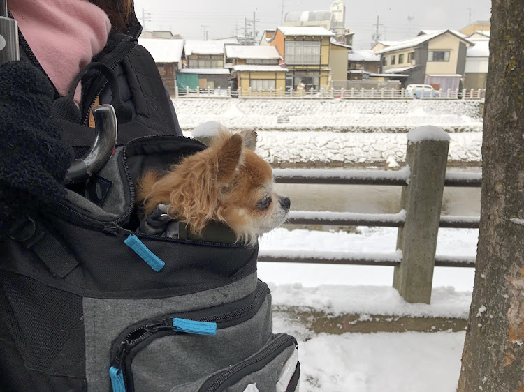 Nボックスカスタムの飛騨高山・ペットに関するカスタム事例の投稿画像7枚目