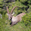 Alpine Ibex