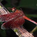 Red Grasshawk