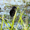 Virginia Rail