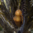 Flamingo Tongue