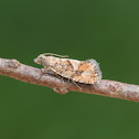 Spruce Bud Moth