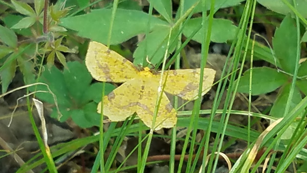 False Crocus Geometer