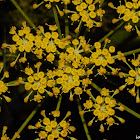 Flower of the Wild Parsnip