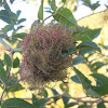 Rose bedeguar gall