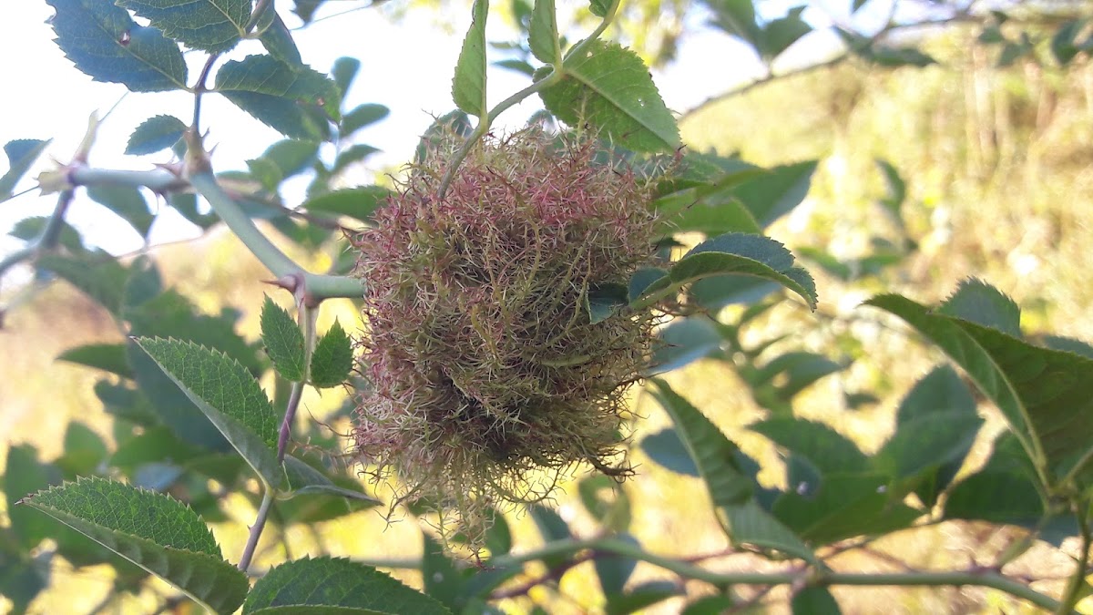 Rose bedeguar gall