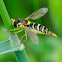 Long Hoverfly; Mosca de las Flores Esbelta