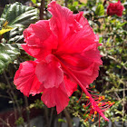 Hibiscus