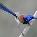 Variegated Fairy Wren (male)