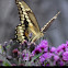 Eastern Giant Swallowtail Butterfly