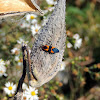 Large Milkweed Bug