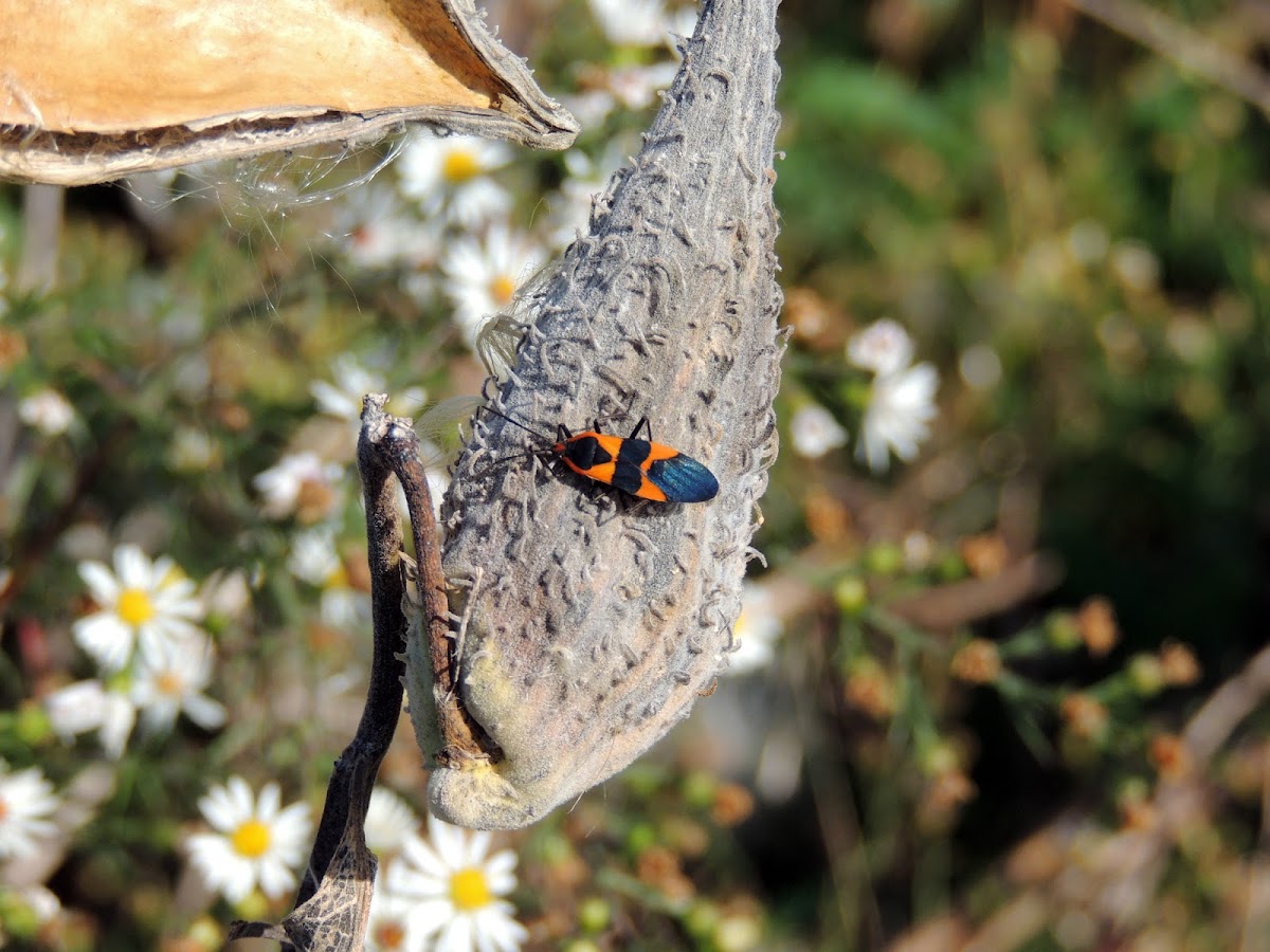 Large Milkweed Bug