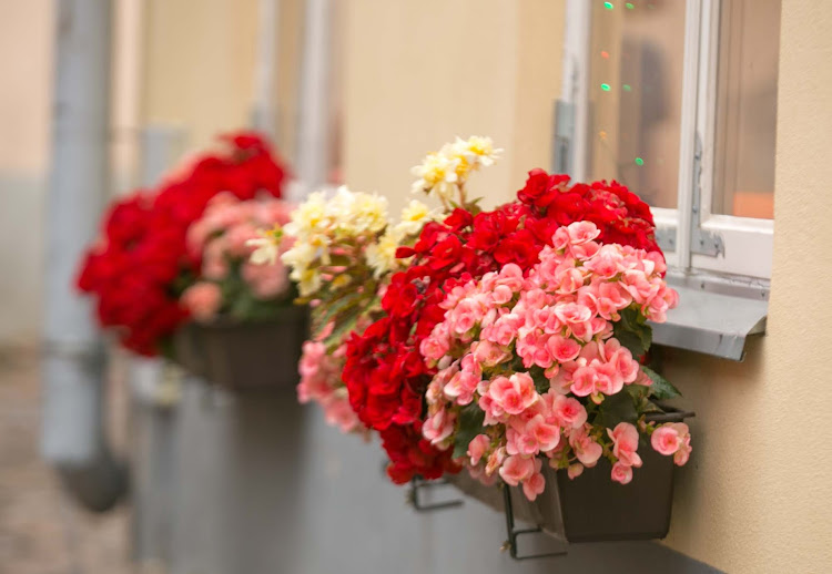 Flowers bloom in a windowsill along a street in Old Tallinn. 