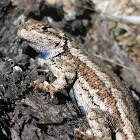 Northwestern Fence Lizard