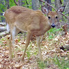 white-tailed deer