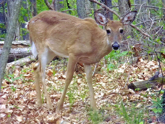 white-tailed deer