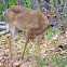 white-tailed deer