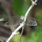 Blue Dasher