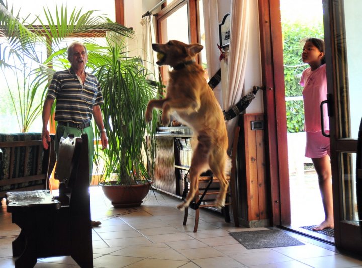 Cane che salta di cafferina