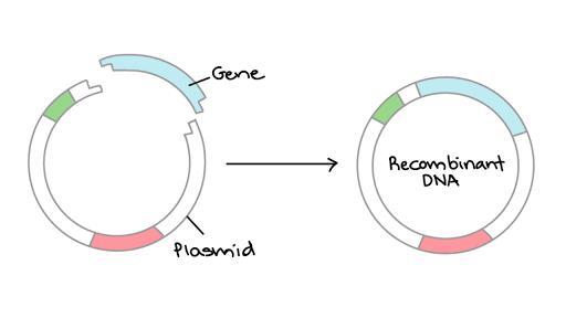 Downstream processing polymerase chain reaction images 