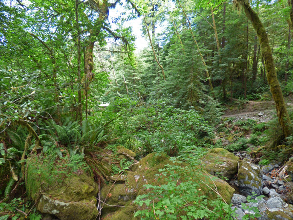 Redwood Nature Trail, Loeb State Park