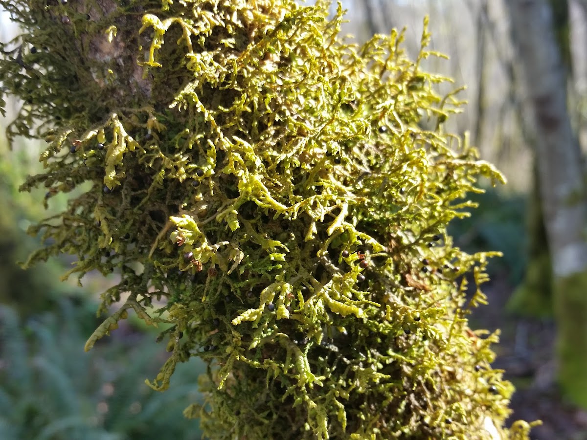 Tree ruffle liverwort