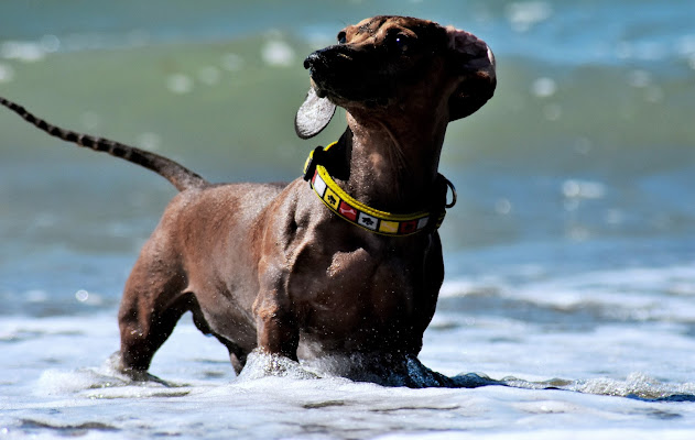 Artù e le onde di AGATA