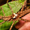 Stick insect