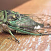 Dog Day Cicada