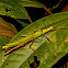 Stick Insect, Phasmid