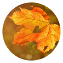 Autumn New Tabs HD Hot Scenery Theme