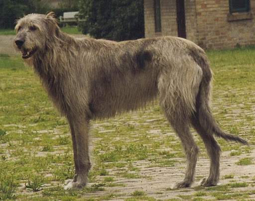 Irish Wolfhound Live Wallpaper