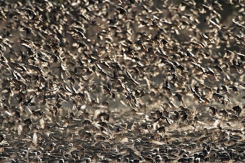 Gli uccelli di David Marrone