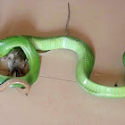 Red-tailed Green Ratsnake