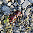 Stag Beetle