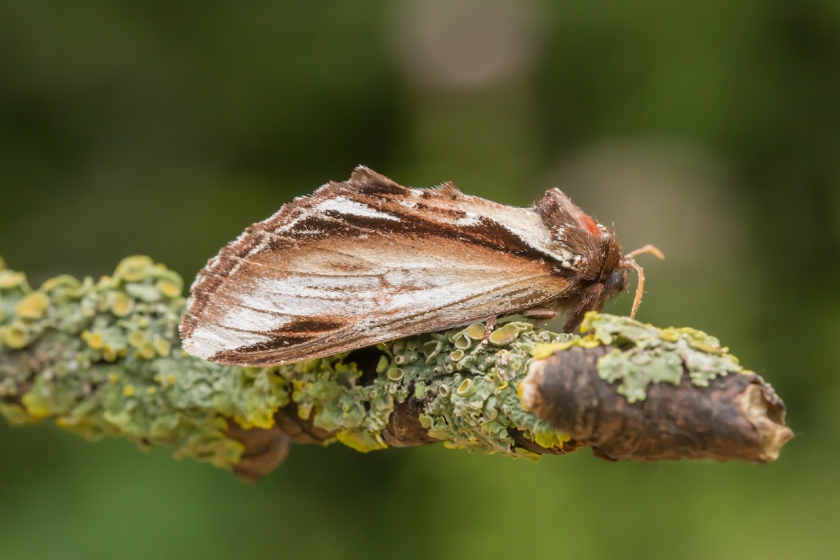 Lesser Swallow Prominent