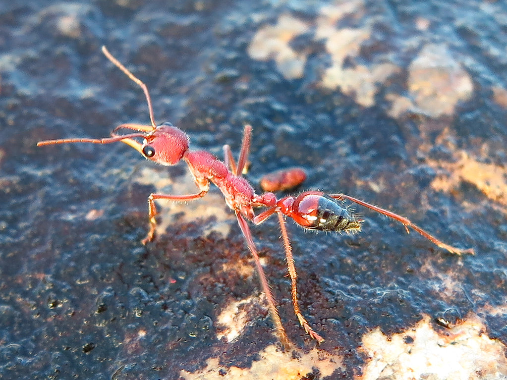 Giant Red Bull Ant