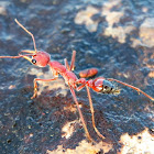 Giant Red Bull Ant