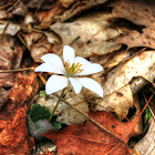 Blood Root