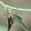 Green Lynx Spider w/ Prey