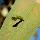 eriococcid leaf gall -1