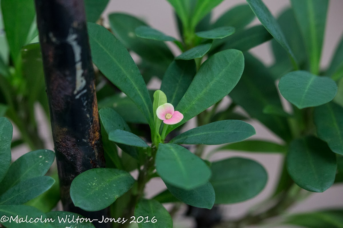 Crown of Thorns