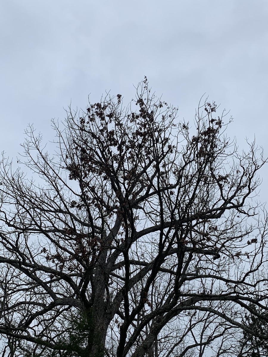 White Oak Tree