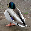 Mallard Duck