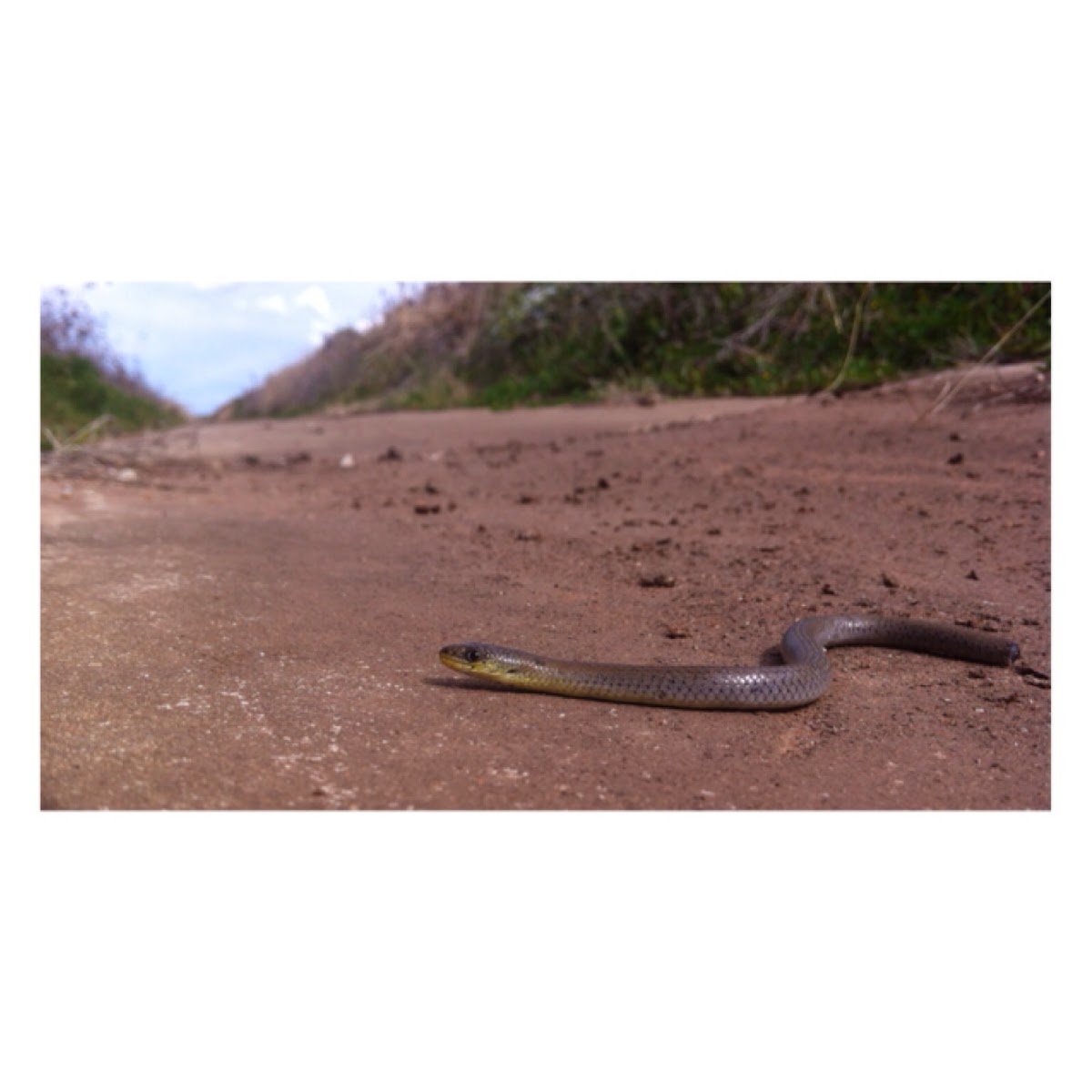 Patternless legless lizard