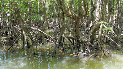 Cruising through a winding mangrove forest i