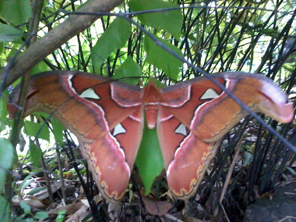 atlas moth