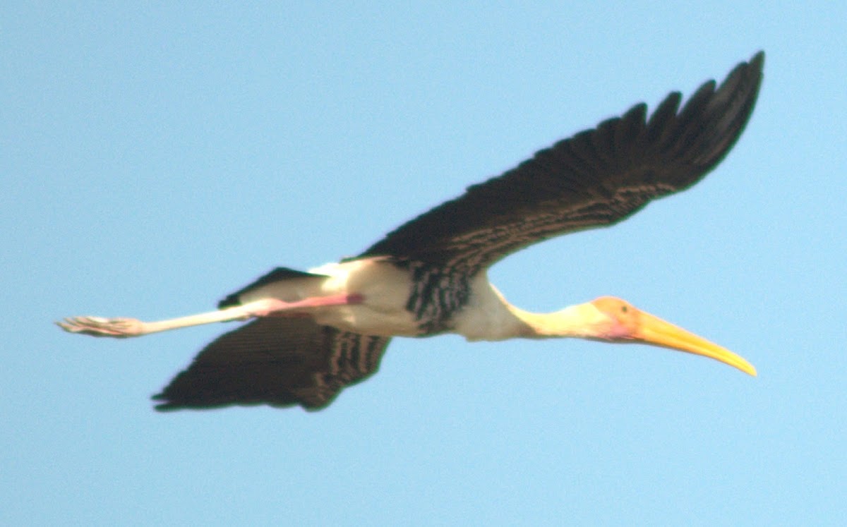 Painted Stork In Flight