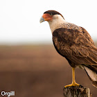 Crested Caracara