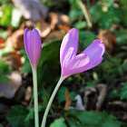 Autumn crocus